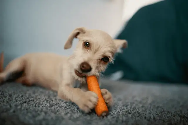 Czy szczeniak może jeść surową marchewkę? Bezpieczeństwo i korzyści