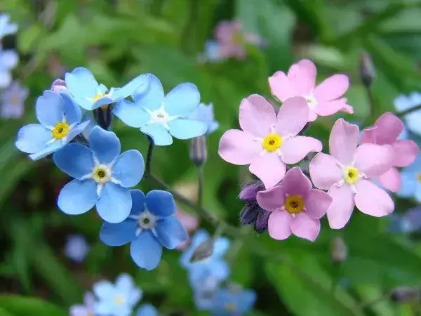 Jak długo kwitnie niezapominajka? Poznaj tajemnice jej kwitnienia