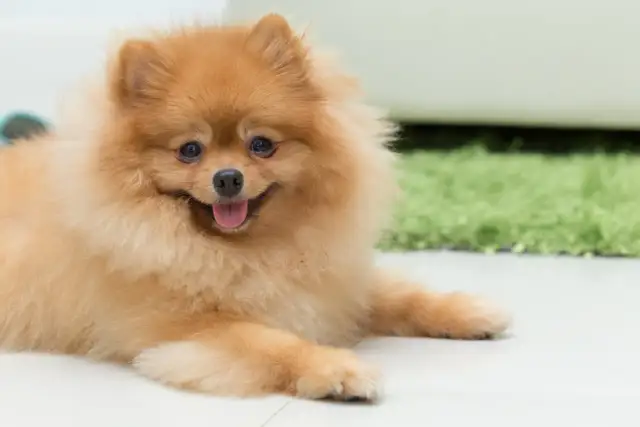 Puszysty szpic pomeranian leżący na jasnej podłodze, z językiem na wierzchu.