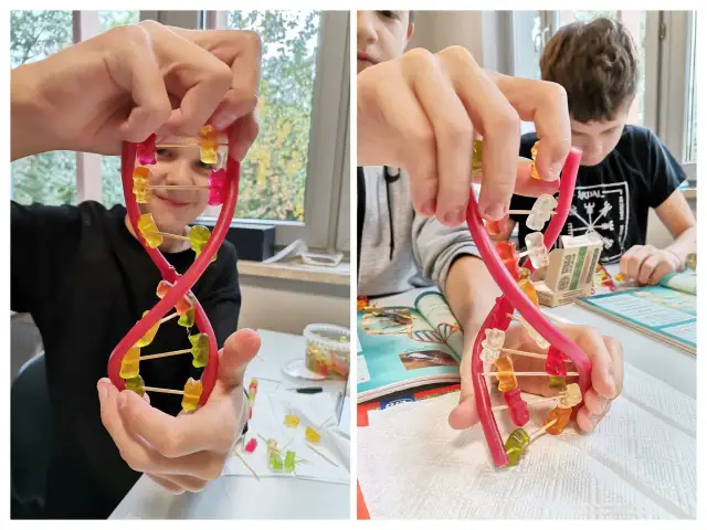 Dzieci tworzą model DNA z żelków i wykałaczek. To świetny sposób, jak zrobić model dna z papieru, ale w wersji jadalnej!