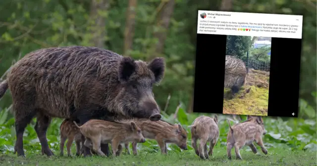 Co robić, gdy dziki na osiedlu stają się zagrożeniem?