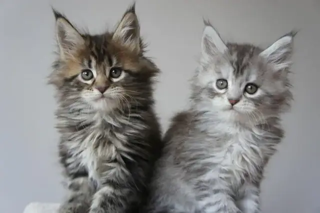 Kot tonkijski bez rodowodu cena – co musisz wiedzieć przed zakupem