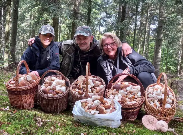 Czy są grzyby świętokrzyskie? Sprawdź, co rośnie w lasach teraz