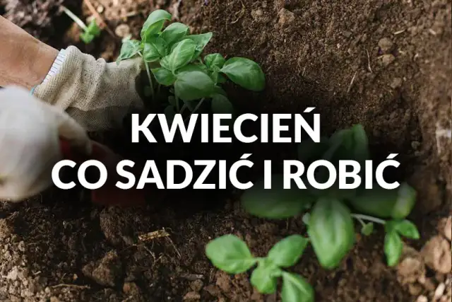 Co sadzimy w kwietniu? Najlepsze rośliny na wiosenne siewy