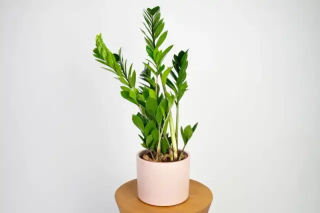 Toksyczny Zamiokulkas: Objawy, Zagrożenia i Bezpieczna Uprawa