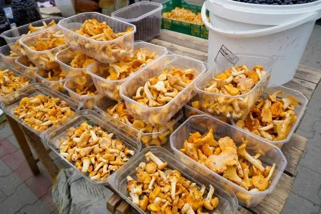 Po ile grzyby na skupie? Sprawdź ceny i zyskowność sprzedaży
