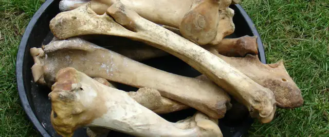 Czy pies może jeść kości wieprzowe? Poznaj niebezpieczeństwa dla zdrowia