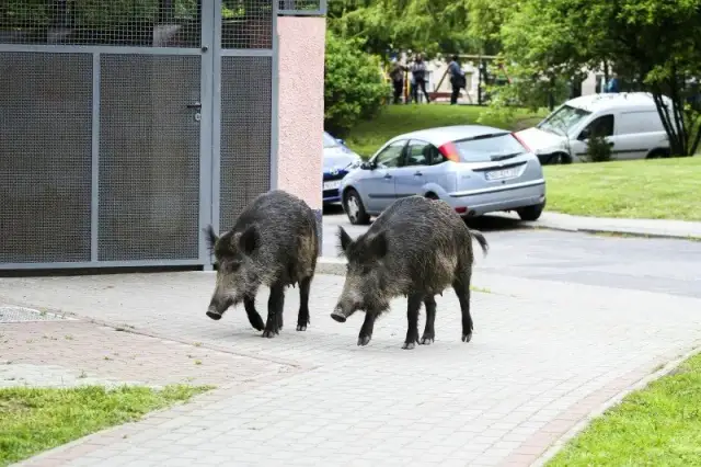 Co robić, gdy dziki na osiedlu zagrażają bezpieczeństwu?