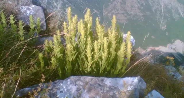 Jak zrobić grecką herbatę górską: proste metody i smaczne przepisy