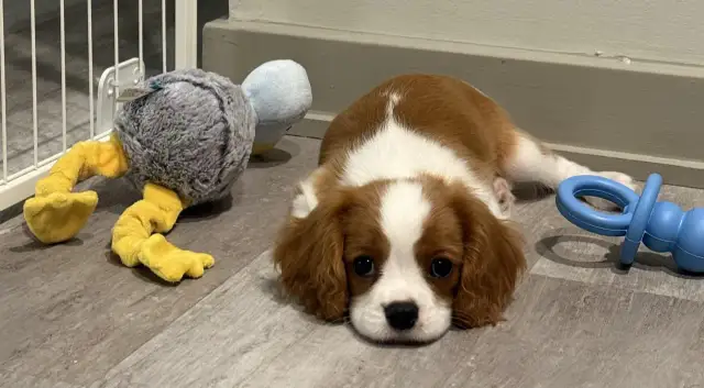 Piszczący szczeniak w nocy? Spokojne noce bez płaczu psa