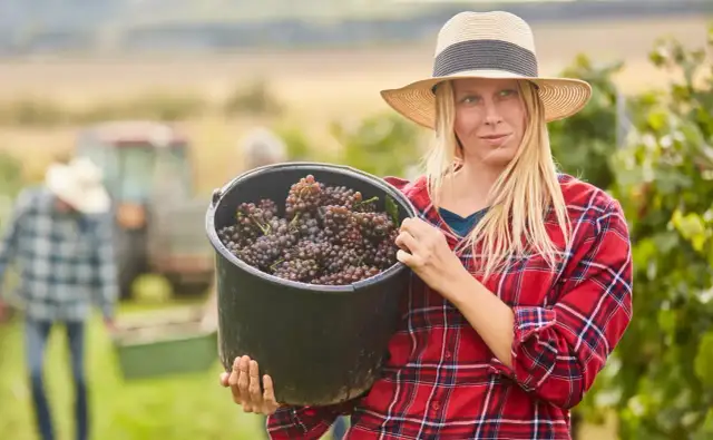 Winobranie Francja 2026: Ile zarobisz i jak zmaksymalizować zysk?