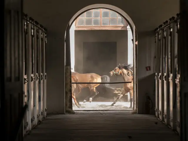 Dwa brązowe konie biegną przez łukowe przejście stajni, wzbijając kurz.