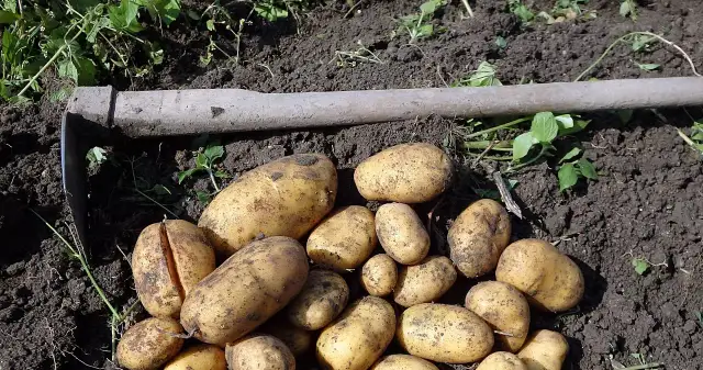 Co siać po ziemniakach, aby poprawić glebę i uniknąć chorób?