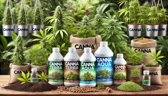 Kwitnienie Marihuany: Jaki Nawóz? P i K kluczem do sukcesu