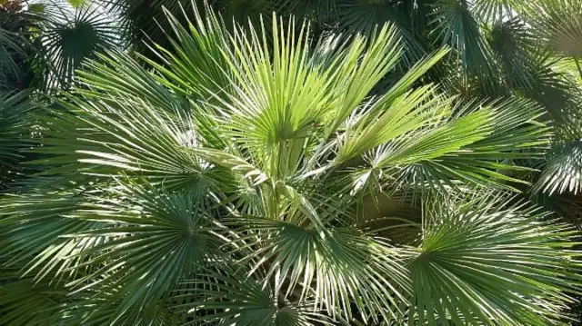 Palma sabałowa: 5 nieoczekiwanych korzyści dla twojego zdrowia