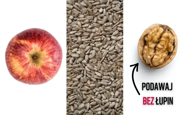 Orzechy włoskie dla ptaków: Łuskać czy nie? Zależy od gatunku!