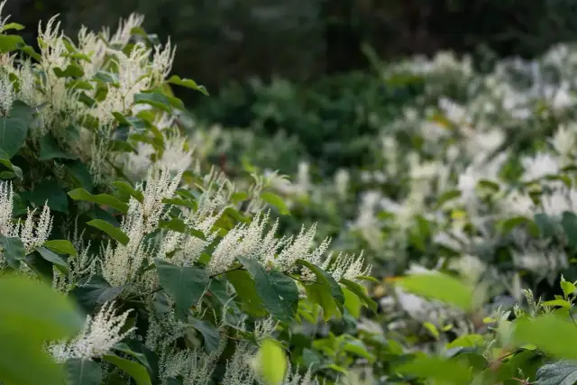 Jak skutecznie zwalczyć rdestowiec chwast i chronić ogród przed inwazją