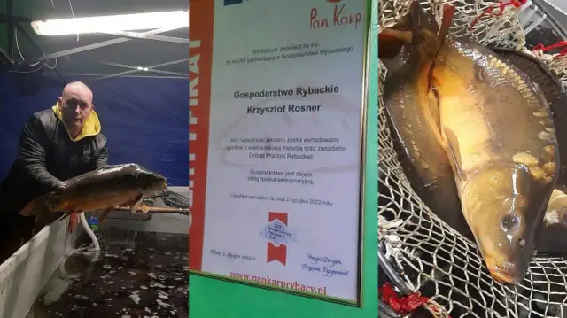 Karp świętokrzyski: Gdzie kupić certyfikowaną rybę ChOG w regionie?