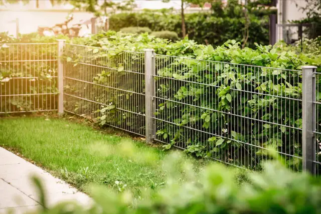 Czym zasłonić płot od sąsiada, aby zyskać prywatność i styl?