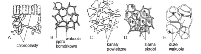 Jakie są tkanki roślinne? Odkryj ich rodzaje i funkcje w botanice
