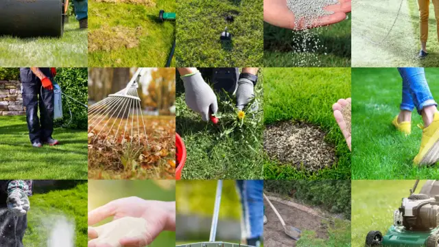 Jak nawozić trawnik? Poradnik krok po kroku na każdy sezon