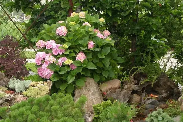 Jak kwitnie hortensja ogrodowa? Poznaj sekret obfitych kwiatów