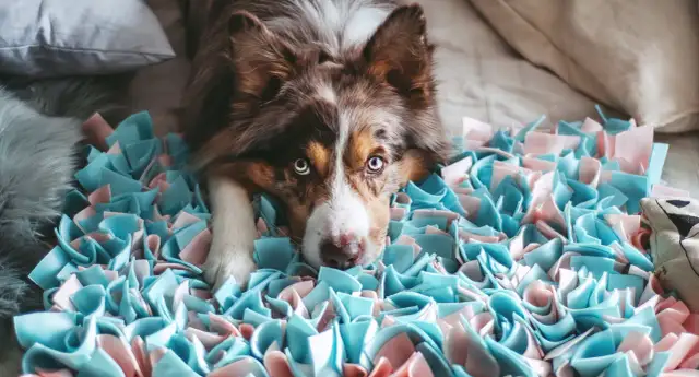 Mata sensoryczna dla psa - jak wybrać najlepszą i uniknąć błędów