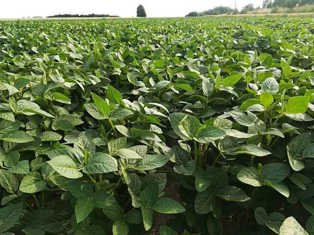 Jak kwitnie soja - kluczowe czynniki wpływające na proces kwitnienia