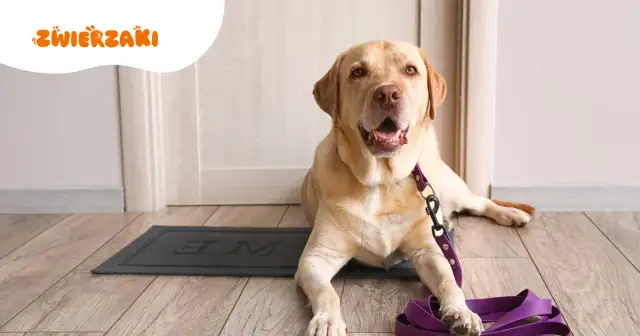 Dławik dla psa: Działa? Ryzyko i bezpieczne alternatywy