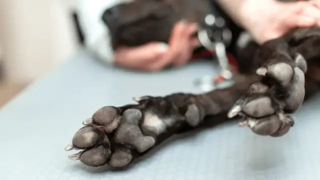 Dlaczego pies kuleje? Możliwe przyczyny, diagnoza i leczenie