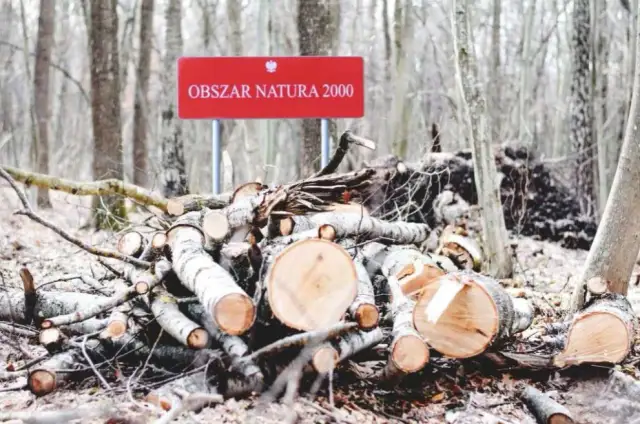 Wycinka drzew: przyczyny, skutki i jak chronić zieleń w Polsce