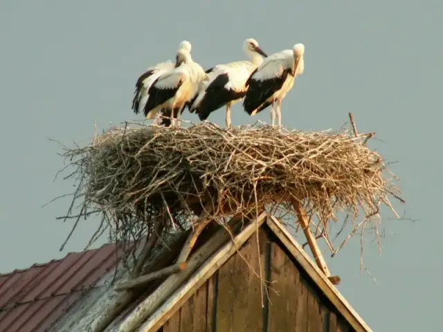 Jak wygląda gniazdo bociana? Budowa, sekrety i symbolika