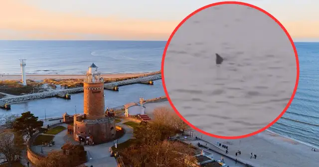 Czy w Bałtyku są rekiny? Rzadkie spotkania i ich ekologia