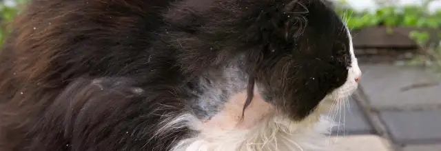 Wypadanie sierści u kota: Przyczyny, rozwiązania, kiedy do weterynarza?