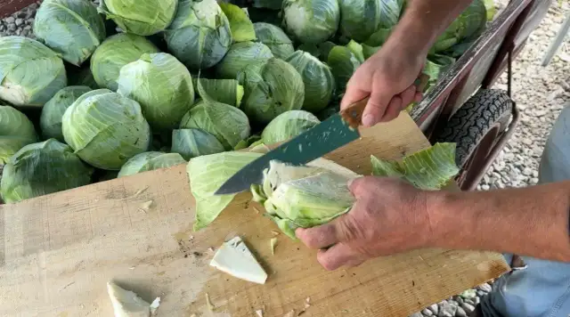 Ile dni kisi się kapusta? Sprawdź, jak uzyskać idealną kiszonkę