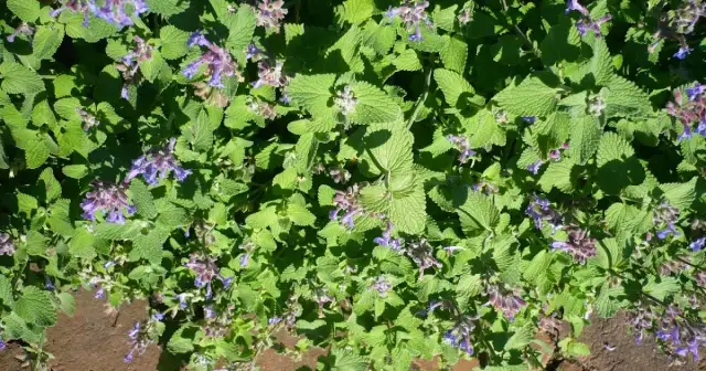 Kiedy siać kocimiętkę, aby uniknąć błędów i cieszyć się plonami