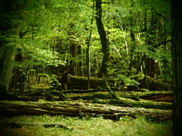 Rezerwat przyrody Lipówka: Odkryj unikalne bogactwo natury i zagrożenia