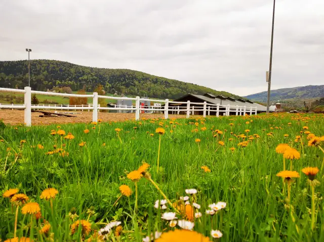 Stadnina Koni Gładyszów: Hucuły, rajdy, noclegi Planuj wizytę!