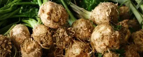 Czy pies może jeść seler? Bezpieczne wskazówki i potencjalne ryzyko