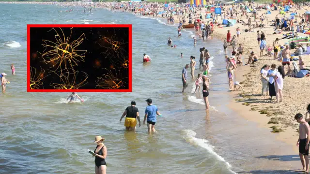 Meduzy w Bałtyku: Groźne? Jak uniknąć poparzeń i bezpiecznie wypoczywać