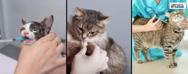 Kiedy odrobaczać koty? Kompletny przewodnik dla zdrowia pupila i rodziny