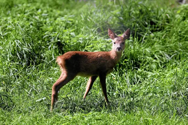 ROE: Jak prawidłowo ocenić firmę i uniknąć błędów?