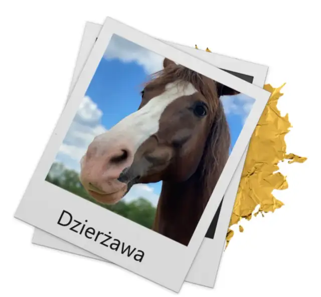 Stajnia koni Warszawa Białołęka: najlepsze lekcje jazdy i opieka nad końmi