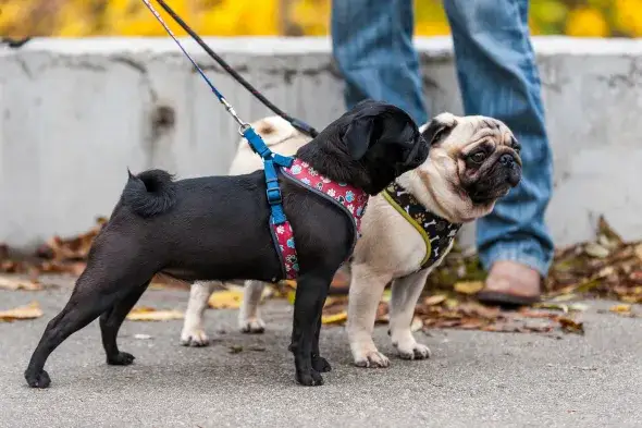 Jak dopasować szelki Trixie? Praktyczny poradnik krok po kroku