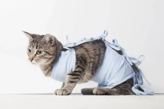 Kiedy można wysterylizować kotkę po okoceniu, aby uniknąć problemów zdrowotnych?