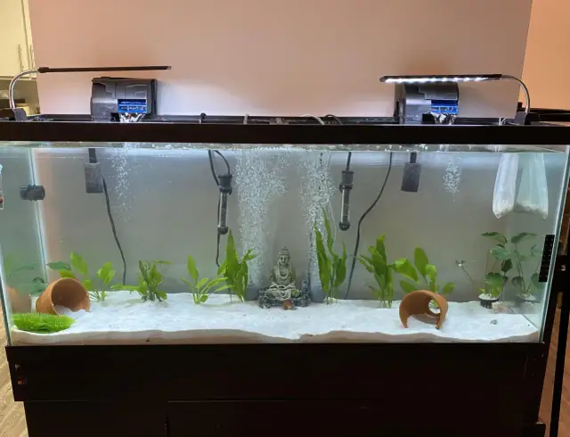 Jak napowietrzać akwarium, aby uniknąć problemów z rybami?