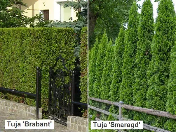 Jak długo rośnie tuja? Smaragd, Brabant i sekrety szybkiego wzrostu