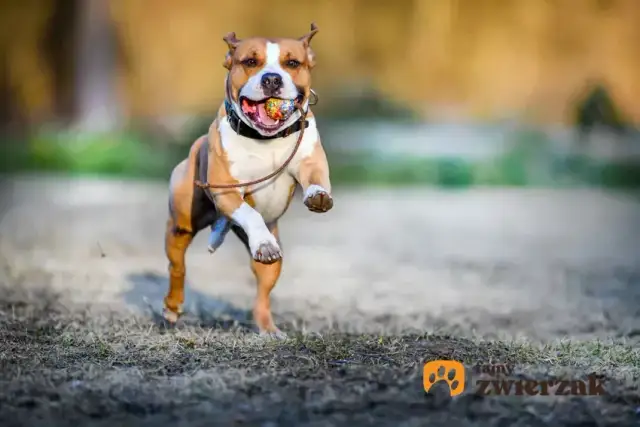 Amstaff: jak wychować przyjaciela, nie bestię? Poradnik