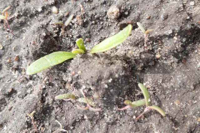 Komosa chwast: jak skutecznie zwalczyć i wykorzystać w kuchni