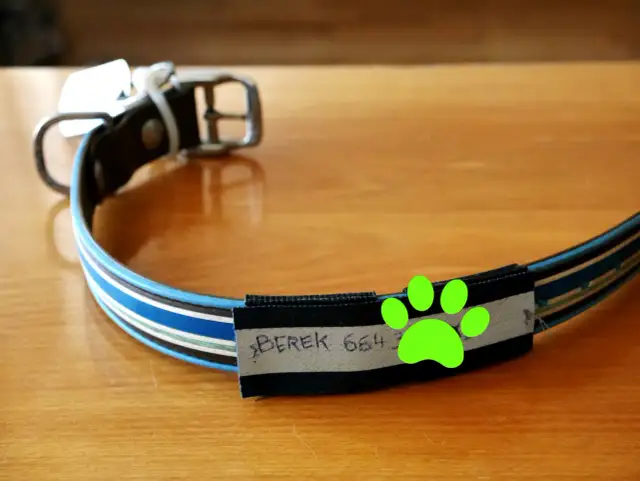 Adresówka dla psa - Co napisać, by pies wrócił do domu?